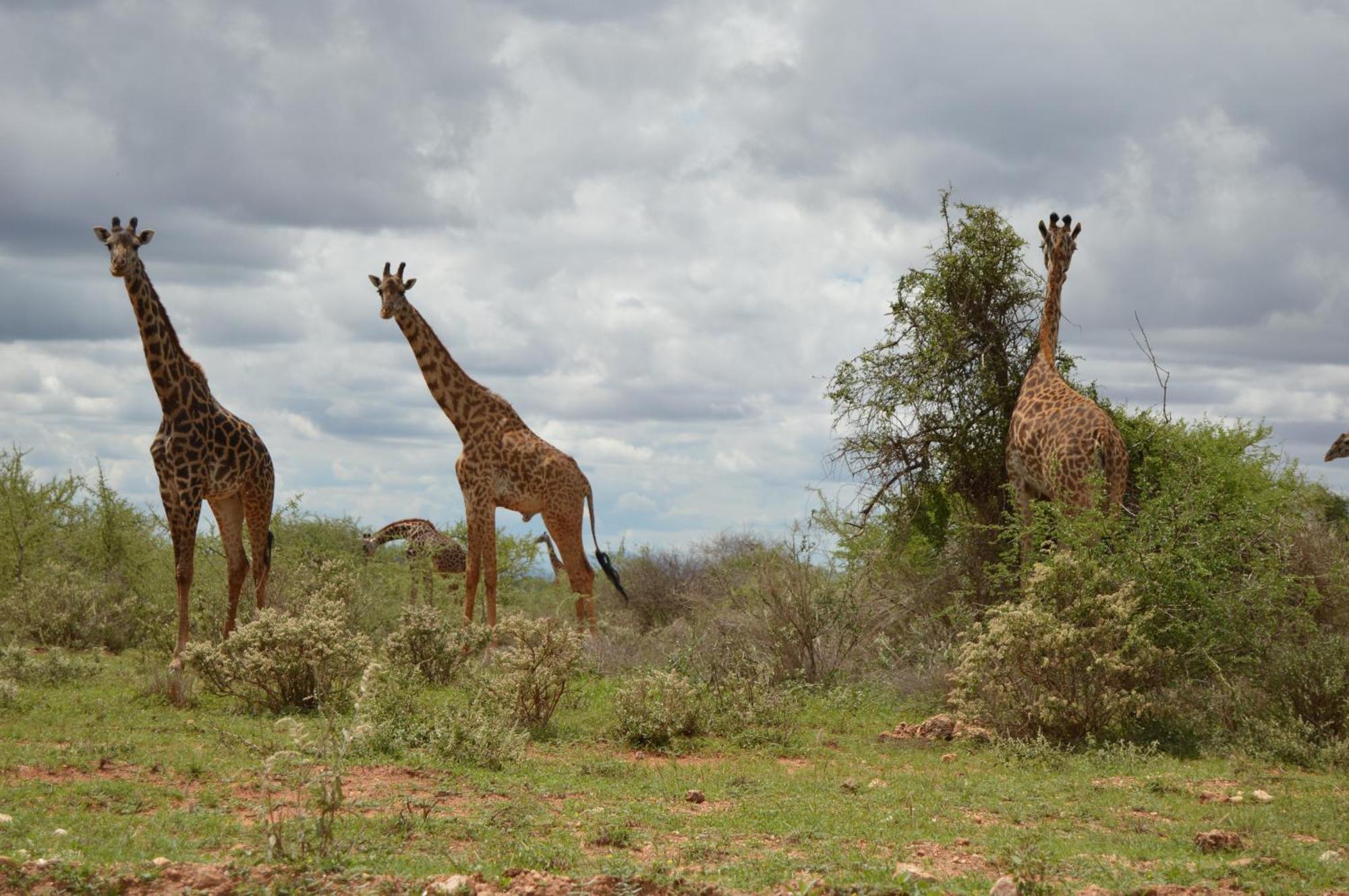 Wild Amboseli Ndovu Cottage. Экстерьер фото