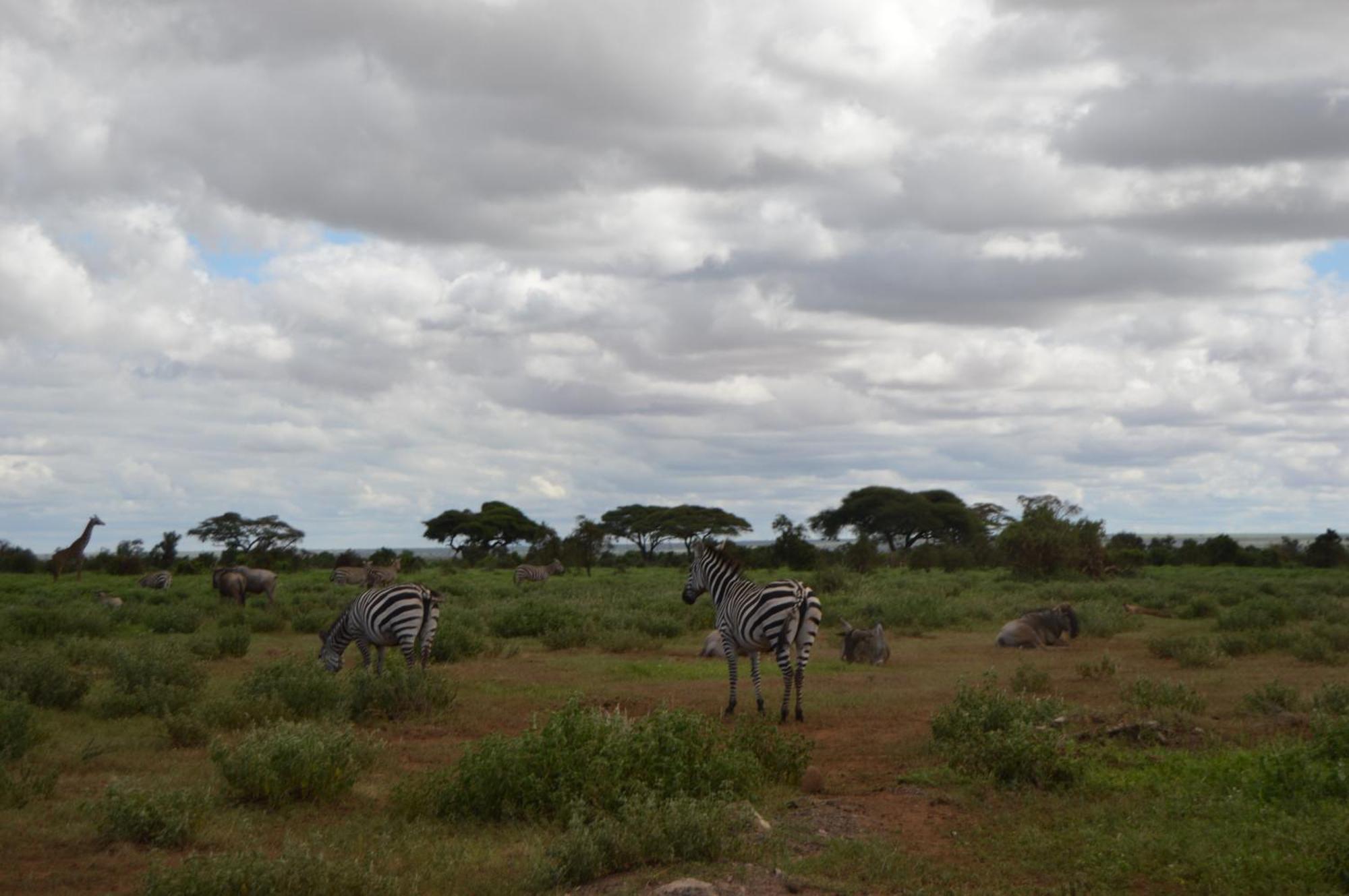 Wild Amboseli Ndovu Cottage. Экстерьер фото