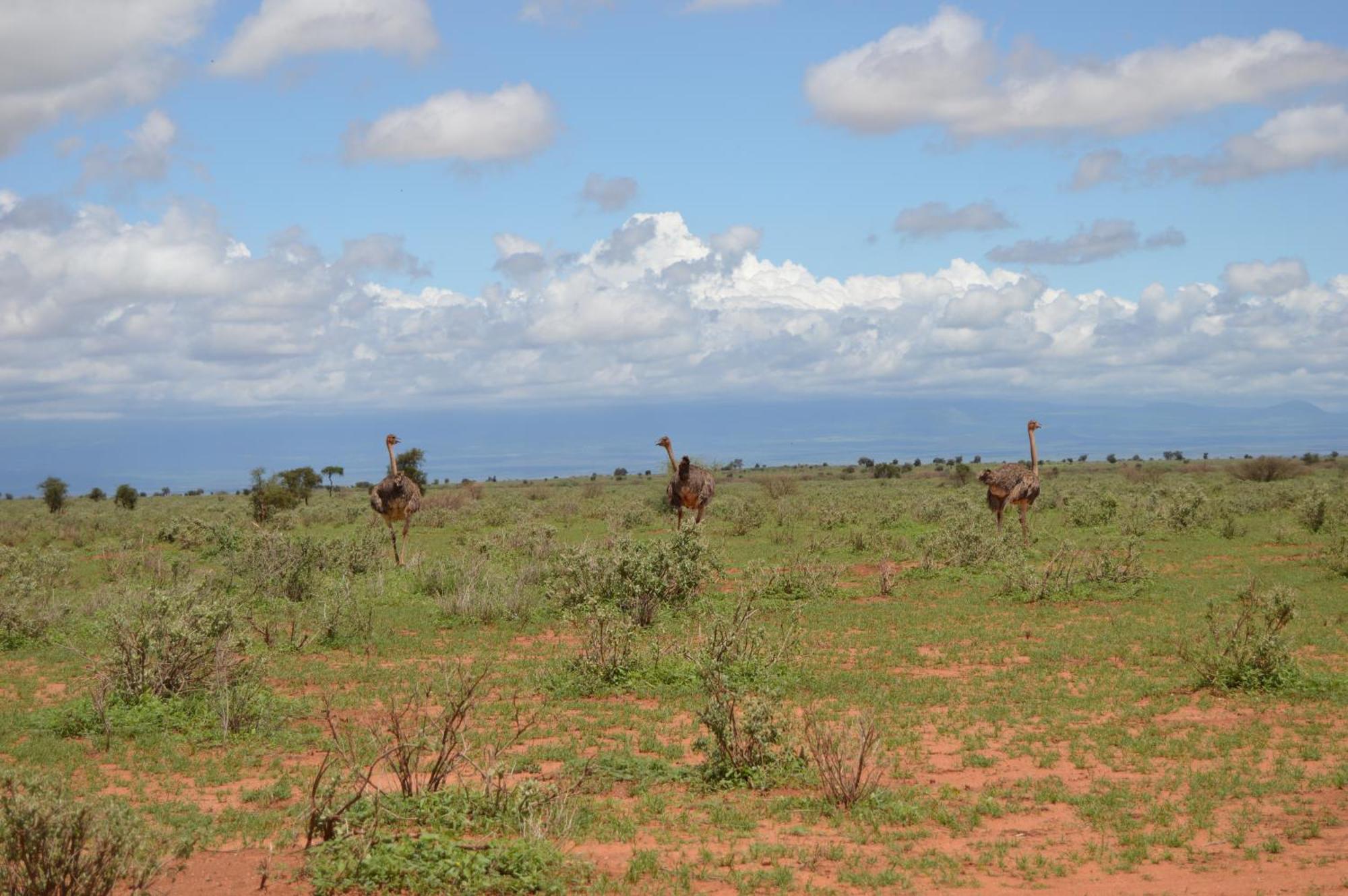 Wild Amboseli Ndovu Cottage. Экстерьер фото